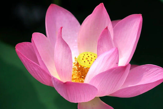 What Does The Lotus Flower Symbolize In Chinese Culture?