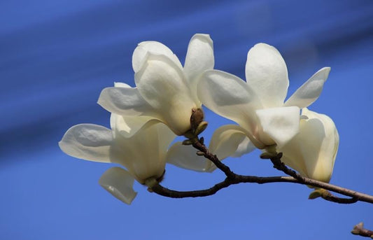 Magnolia Flower Meaning In Chinese Culture
