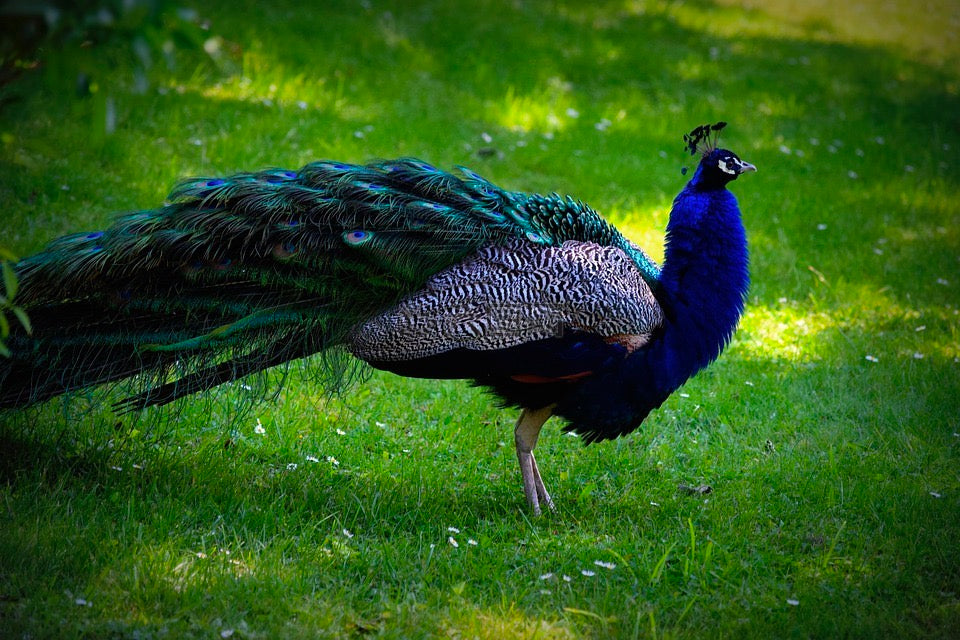 What Does Peacock Symbolize In China?