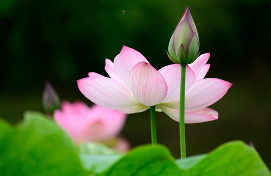 What is Chinese Bracelet for Good Health?