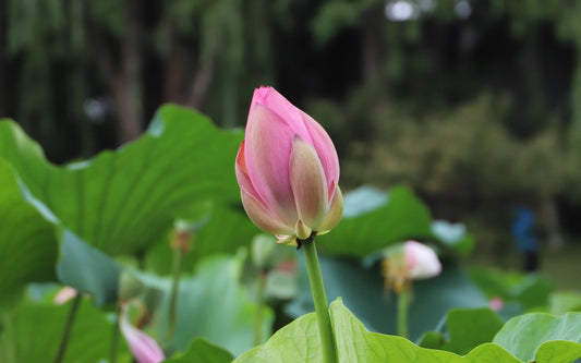 Xia Zhì Festival:Summer Solstice In China
