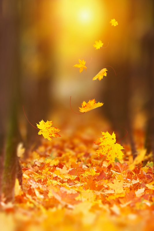 Golden maple leaves falling in warm early-autumn light