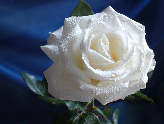 Are White Roses Considered Unlucky in Chinese Culture?
