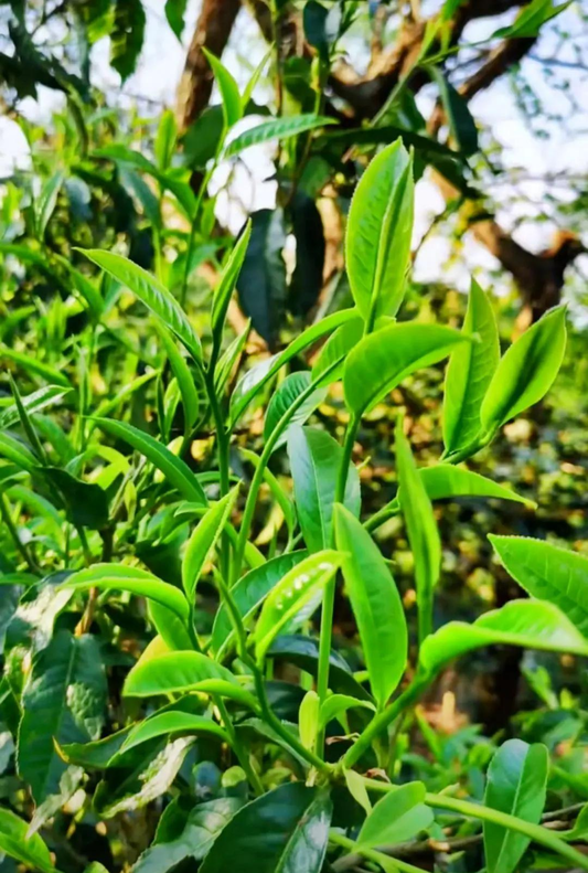 Fresh young shoots growing on a tea plant