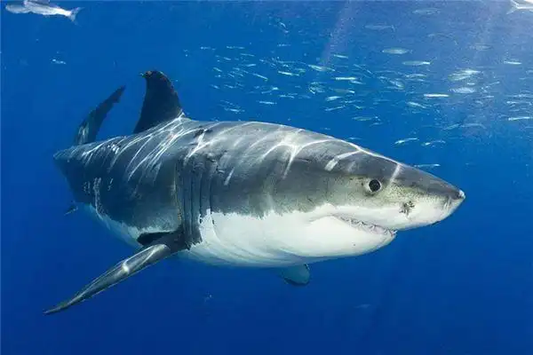 Great white shark swimming underwater in blue ocean water