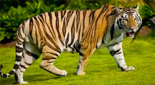 What Do Tiger Mean In China?