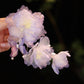 Handmade Silk Peony Hair Clip – Tang Style Floral Hair Accessory