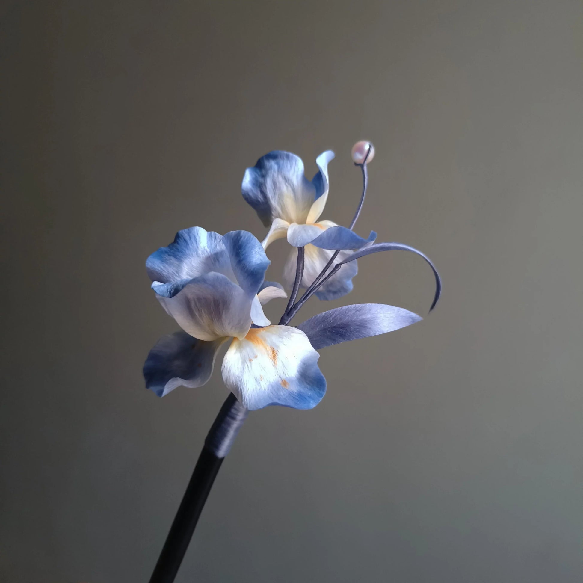 Close view of blue and ivory Ronghua iris flowers